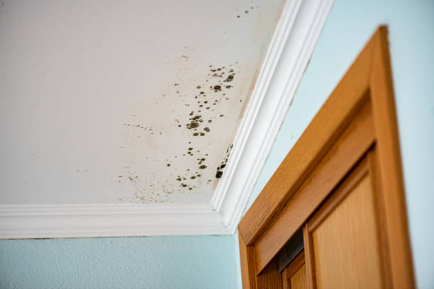 Best White Mold Remediation in Shady Side, MD