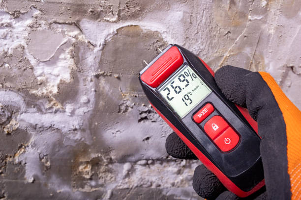 Best Black Mold Remediation in Shady Side, MD