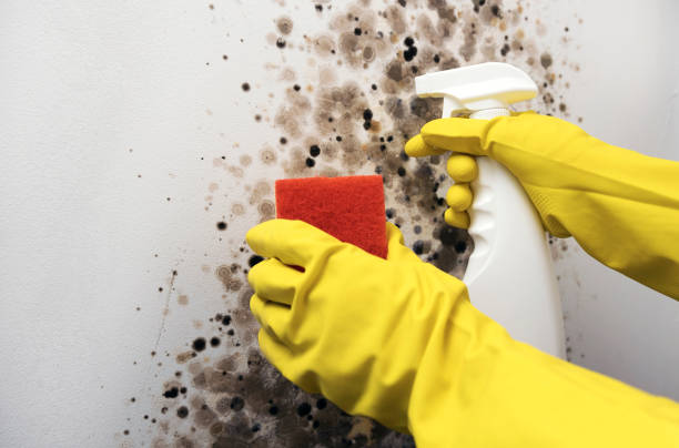 Best Black Mold Remediation in Shady Side, MD
