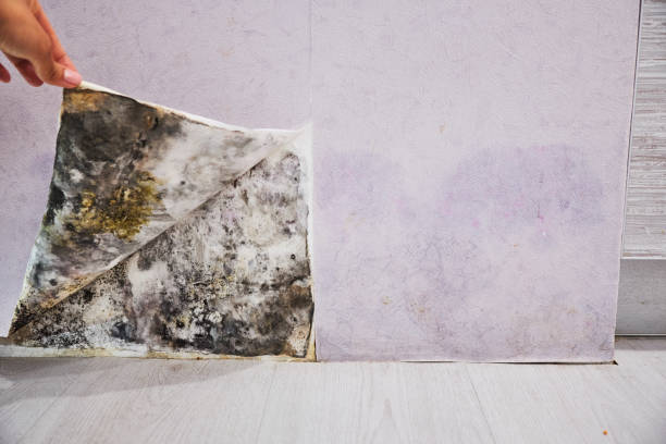Best Mold Testing and Inspection Services in Shady Side, MD
